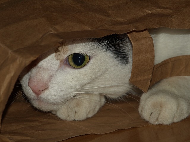 kočka pod taškou