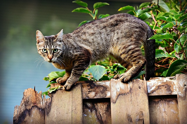 kočky umí velmi dobře padat